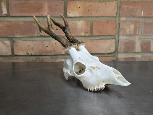 Stunning taxidermy roe - taxidermy, buck
