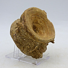 Prehistoric Predatory Eocene Shark Vertebra Fossil 6.7 cm Morocco+ Display Stand