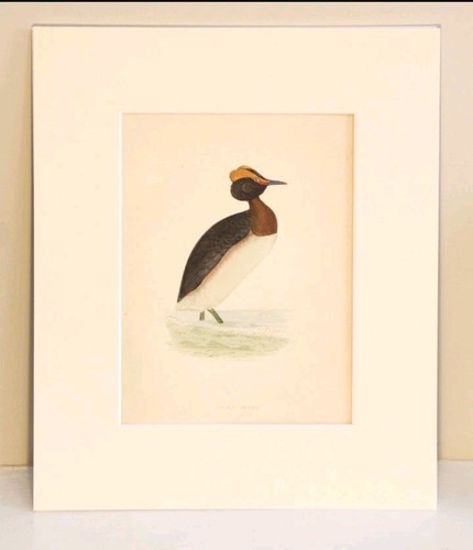Antique victorian bird - victorian, print