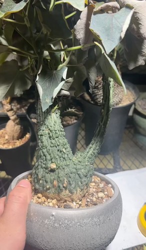 8cm rare live house plant - rare,
