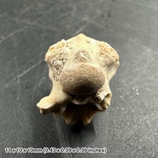 Fossil snake vertebra - fossil,