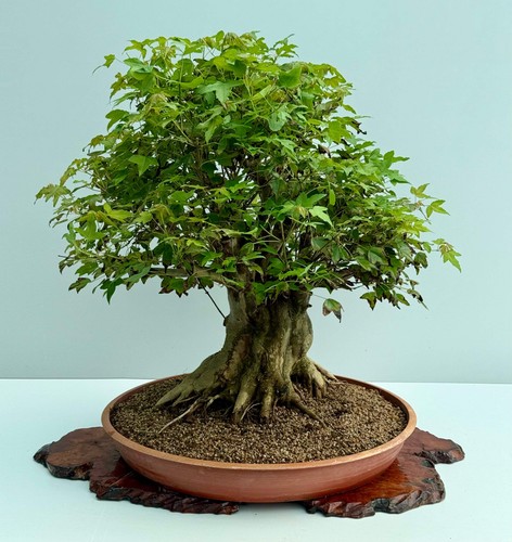 Mature trident maple - maple, |