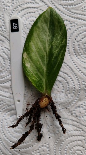 Zamioculcas zamiifolia - zamioculcas,