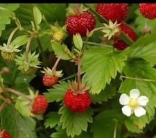 4 Alpine Strawberries  Bare
