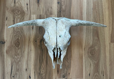 authentic real 27.5" cow skull