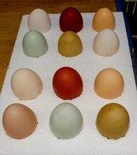 6x Multi Coloured Chicken Eggs