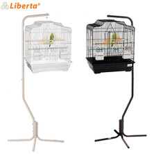 Liberta siam budgie canary - liberta,