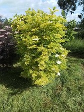 Golden elder elderberry upright Sambucus nigra 'Golden Tower' 14cm pot 