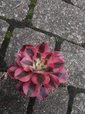 Aeonium Chanel Medusa Pink Witch variegated rooted succulent plant Rare 8cm  UK