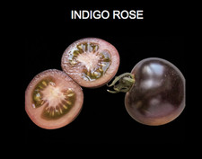 INDIGO ROSE TOMATO - Rare