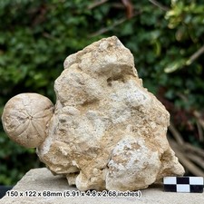 Fossil Echinoid Clypeus