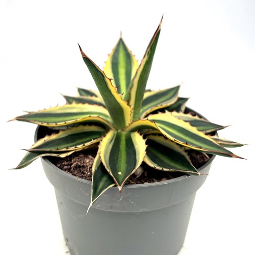 Agave lophantha quadricolor - lophantha, 'quadricolor'