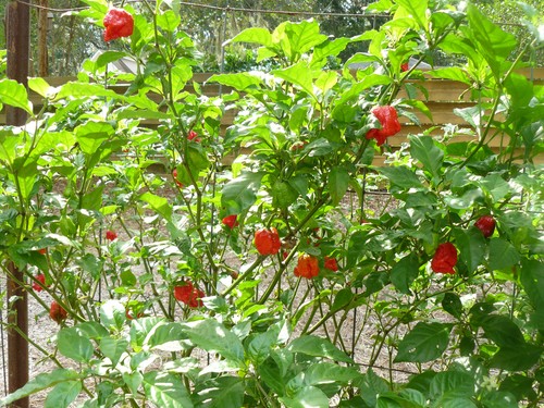 Fresh carolina reaper - (10), /