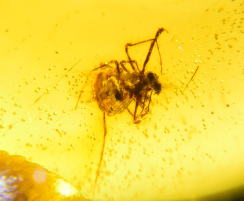 Big spider dominican amber - in,