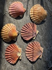 6x King Sea Scallop Shells