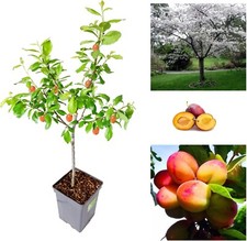 Plum Tree - Sweet Orange Plum - Patio Fruit Tree 2-4ft in 5 Litre Pot