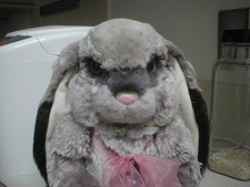 Charlie Bears Hutch Rabbit