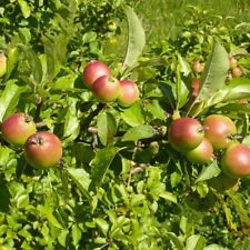 25 x Crab Apple seeds (malus sylvestris).