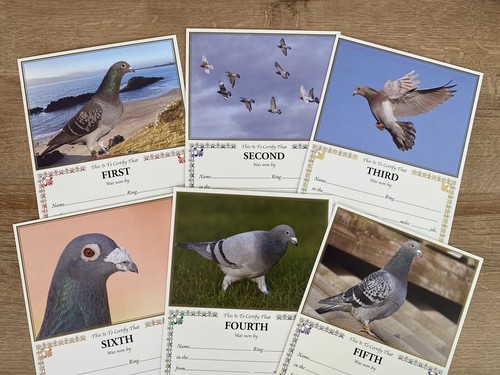 New racing pigeon award - new,