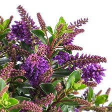 Hebe 'All Blooms Samiri' 9cm