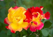 Sunset Horizon™ Shrub Rose -