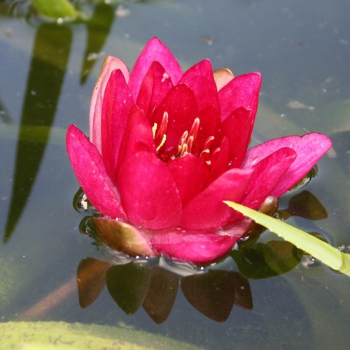 Mature red water - mature, lily