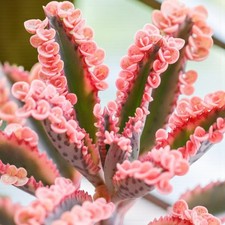 Kalanchoe Pink Butterfly Succulent Plant in 8.5cm Pot - Rare Mother of Thousands