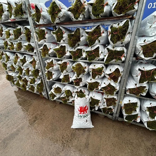 Fresh welsh sphagnum moss - fresh,