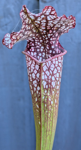 Sarracenia alucard prince - sarracenia,