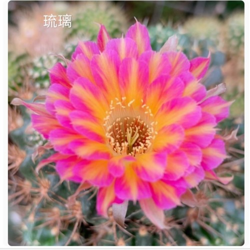 Cactus succulent plant home - cactus,