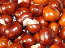 50 x CONKERS HORSE CHESTNUT NATURAL SPIDER INSECT REPELLENT   2025 NEW CROP