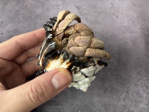 Taxidermy land hermit crab - taxidermy,