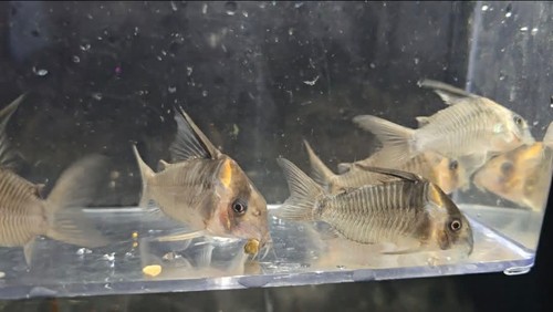 Hoplisoma cw045 armatus - hoplisoma,