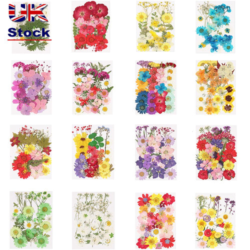 Pressed dry flower real dried - dry,