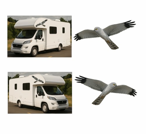 Hen harrier flying pair decals - flying,