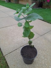 Garden Homegrown Herb Mint