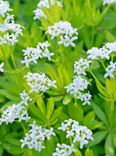 Galium odoratum sweet - galium,