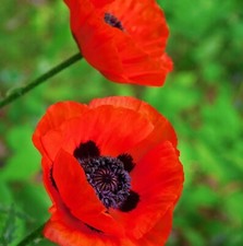 Poppy 'Eye Catcher' - Papaver