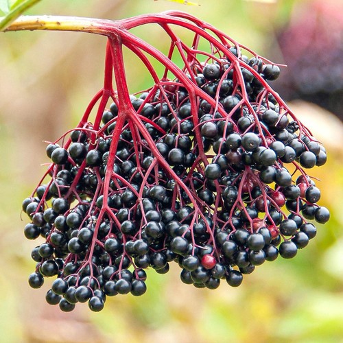 Sambucus nigra common elder - nigra,