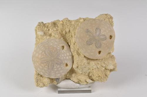 Fossil sand dollar matrix - sand, on