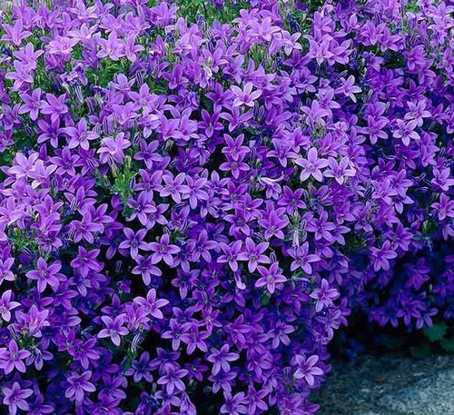 Campanula portenschlagiana - campanula,