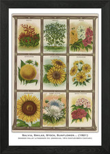 Vintage Flower Seed Packet