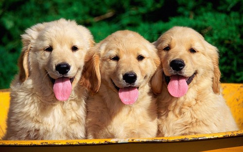 Cute puppies poster - poster, canine