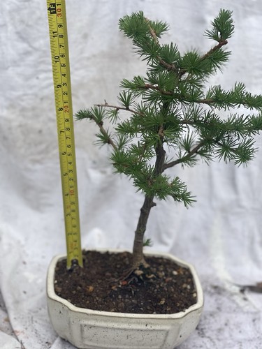 Japanese larch starter bonsai - japanese,