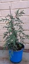 Himalayan Cypress Sapling -