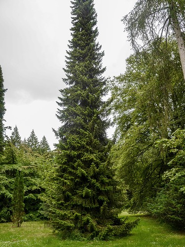 Picea omorika serbian spruce - picea, omorika,