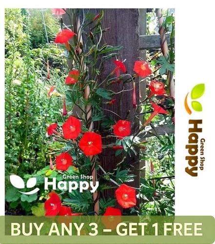 Cypress vine cardinalis - cypress,
