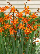 10x crocosmia emily mckenzie - 10x,