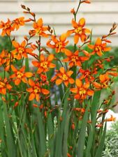 10x Crocosmia Emily McKenzie Summer Flowering Bulbs Garden Perennial Montbretia
