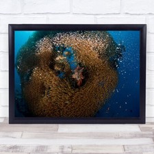Glass Lion Fish Underwater